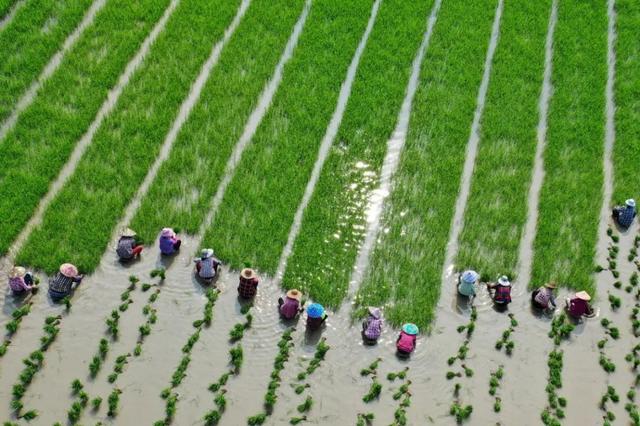 圖1：暴雨過后，浙江省長興縣農(nóng)戶正在抓緊插秧