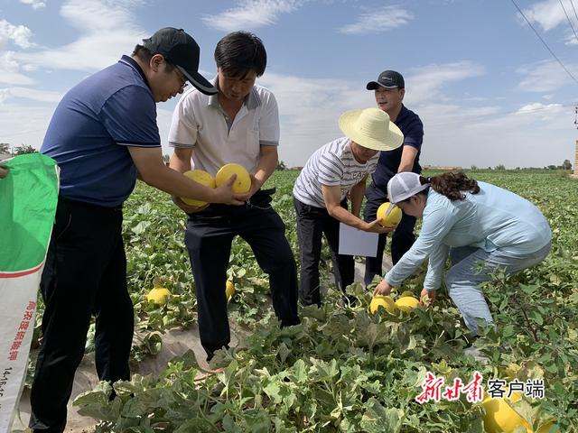 專家在甜瓜地里取樣