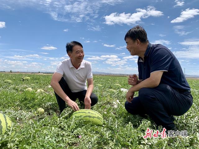 專家在靖遠縣五合鎮白塔村示范地里查看砂田西瓜長勢，進行技術交流