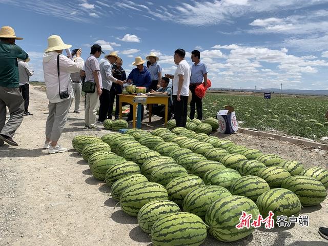 砂田西瓜測評現場