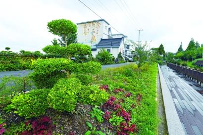 培育造型各異的黃楊樹是崇明區港沿鎮園藝村一大特色