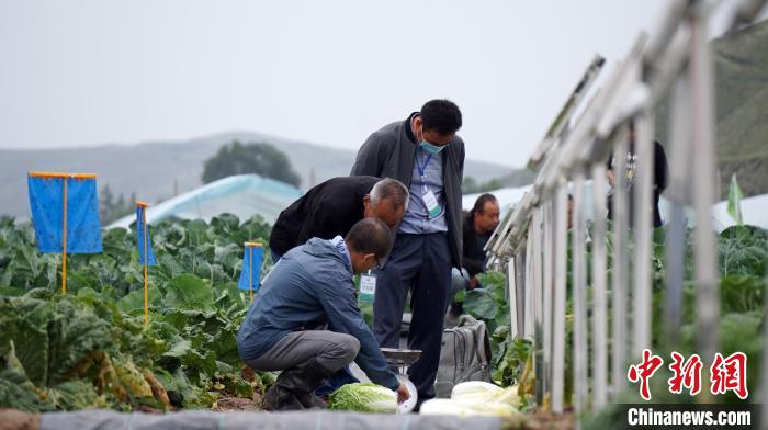 千余種蔬菜薈萃高原夏菜博覽會3