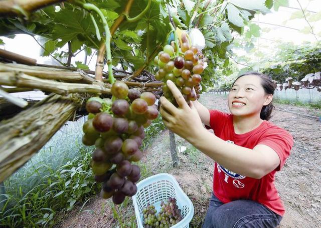 淮安國家農業科技園區內，100多畝優質葡萄陸續進入采摘期