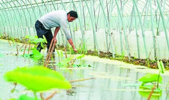 因地制宜恢復生產 旱地大棚變身藕塘