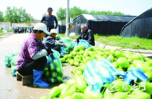 在家庭農場工作已經成為當地農民增收的重要途徑之一