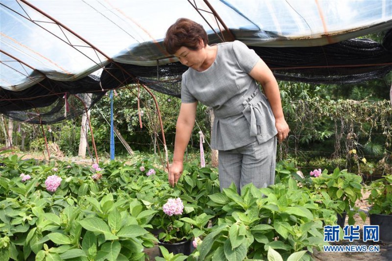 在天津市薊州區(qū)邦均鎮(zhèn)，苗木花卉栽植能手李淑霞在介紹自己苗圃里培育的繡球（8月25日攝）。