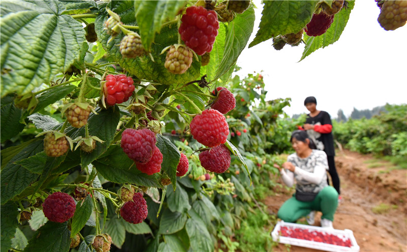 9月2日，河北省遷安市閻家店鄉隔灤河村農民在紅樹莓種植園內收獲紅樹莓。