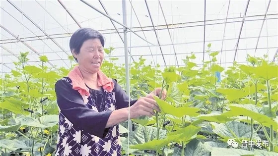 龐志村村民正在拱棚里察看蔬菜長(zhǎng)勢(shì).webp