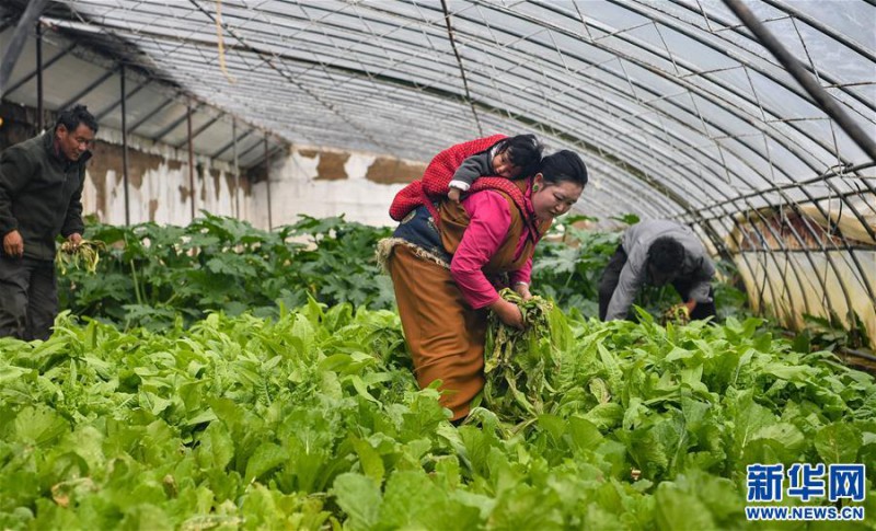 藏東脫貧影像：溫室大棚助脫貧1