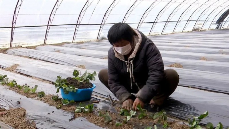 沈陽1.2萬株草莓苗落戶新疆塔城