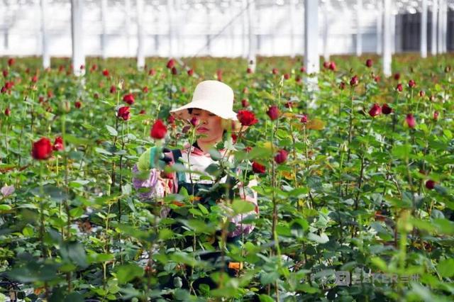 蘭州新區農投集團花卉產業基地智能溫室鮮切玫瑰正式量產上市1