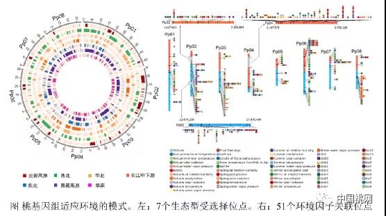 中國農科院鄭州果樹研究所王力榮團隊揭示“桃李滿天下”的基因組學基礎2