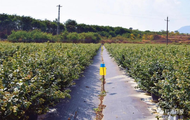 t6 藍(lán)莓基地插上黃板物理治蟲(chóng)