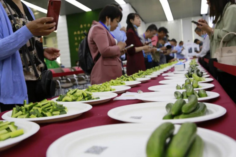 鮮食黃瓜擂臺賽