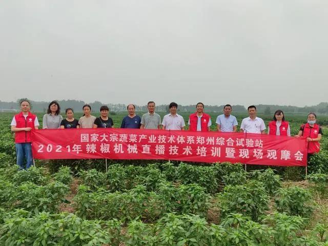 辣椒種植機械化，省工省錢農民夸