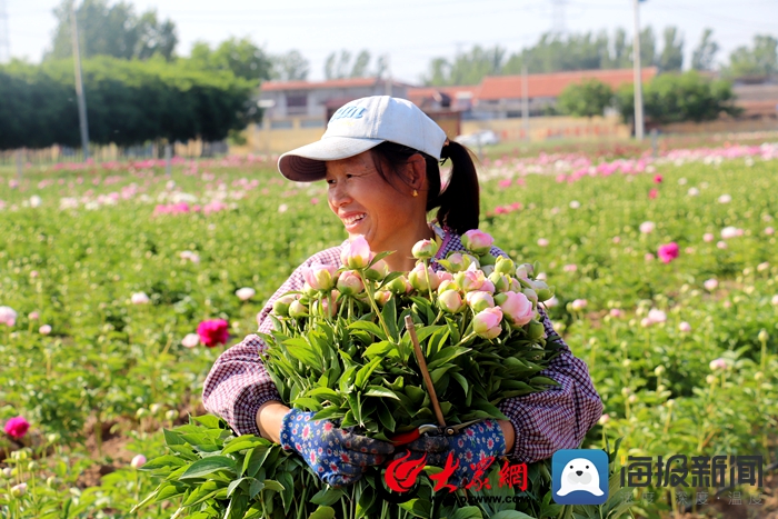 菏澤芍藥鮮切花2