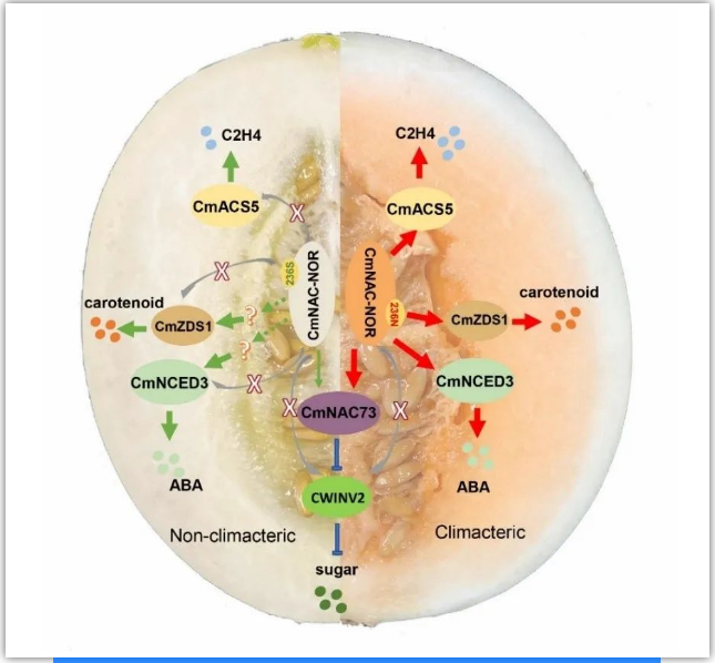 圖2. CmNAC-NOR自然變異位點(diǎn)調(diào)控呼吸躍變甜瓜及非呼吸躍變甜瓜果實(shí)成熟模式圖
