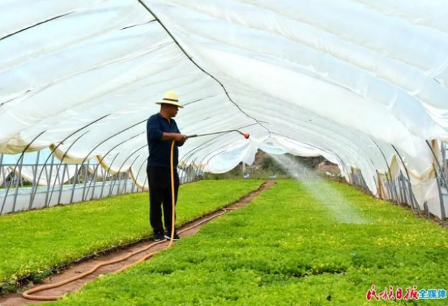 甘肅省臨夏州康樂縣種植的頭茬高原夏菜已陸續成熟2