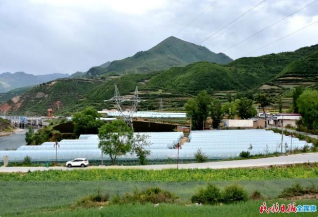 甘肅省臨夏州康樂縣種植的頭茬高原夏菜已陸續成熟3