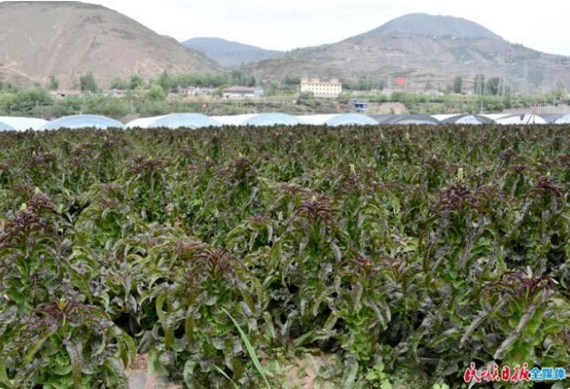 甘肅省臨夏州康樂縣種植的頭茬高原夏菜已陸續成熟4