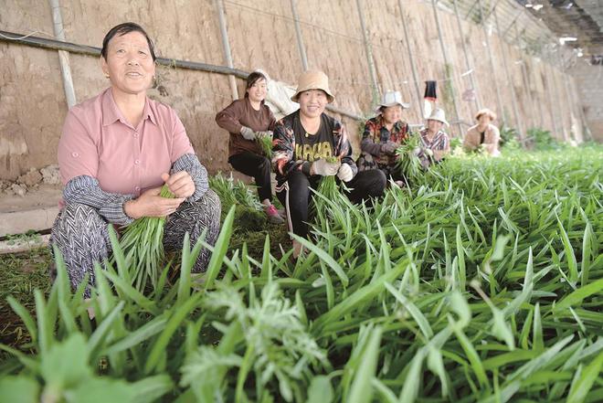 7月5日，在青海惠田農業種植基地內，農戶收割蔬菜。攝影：鄧建青