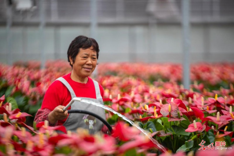 江蘇泰州：花卉1