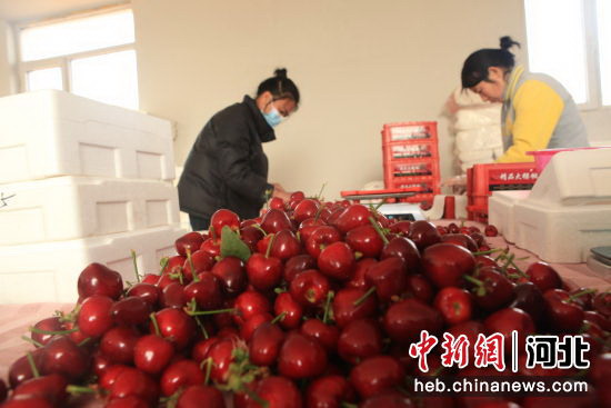 平泉市臺頭山鎮(zhèn)大櫻桃種植基地的工人們正在將大櫻桃分類包裝。 張崳琨 攝