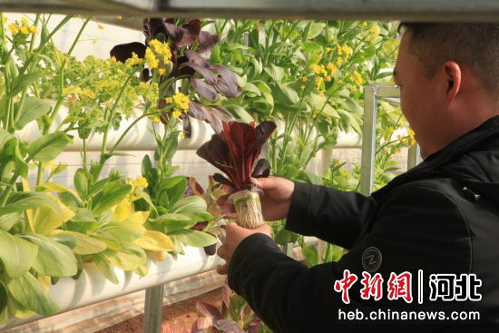 平泉市道虎溝鄉(xiāng)雙峰社區(qū)設(shè)施菜種植基地工作人員查看水培蔬菜長勢。 張悅 攝