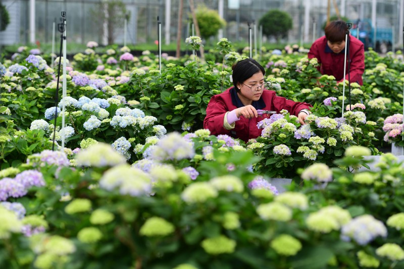 5月5日，在肥西縣經開區一家農林科技企業，員工在打理繡球花（無人機照片）