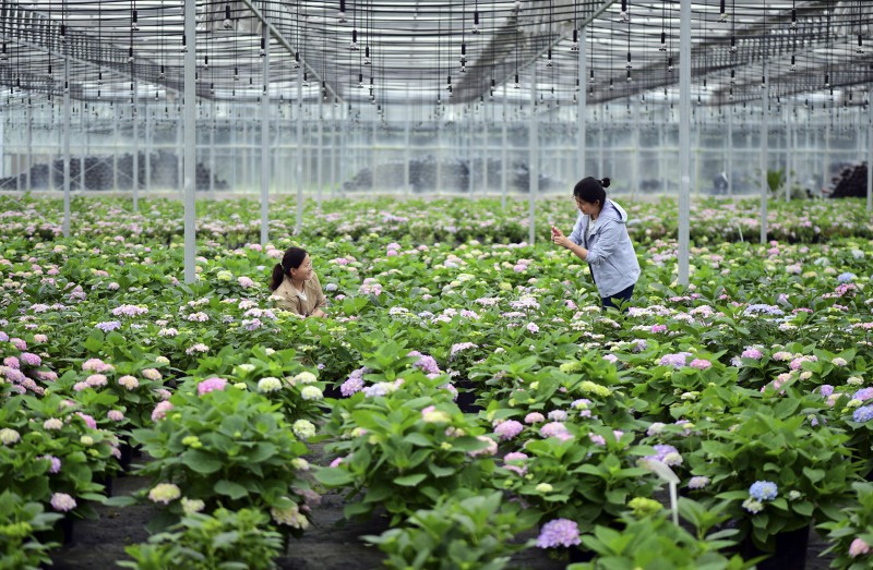 5月5日，在肥西縣經開區一家農林科技企業，員工在打理繡球花（無人機照片）2