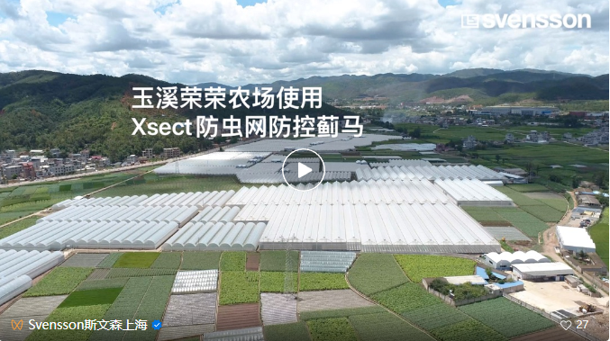 玉溪榮榮農場彩椒溫室采用斯文森Xsect Xtra防蟲網 對薊馬防效優勢明顯