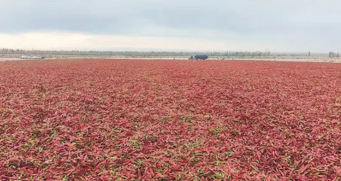 膠州市辣椒加工