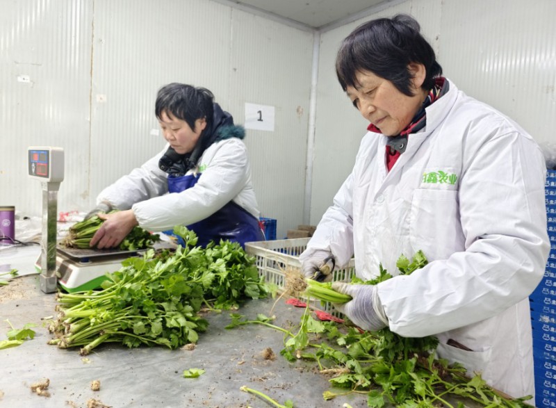 上海崇明蔬菜基地穩產保供1